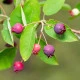 Muchovník kanadský - Amelanchier canadensis - semena muchovníku - 10 ks