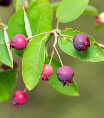 Muchovník kanadský - Amelanchier canadensis - semena muchovníku - 10 ks