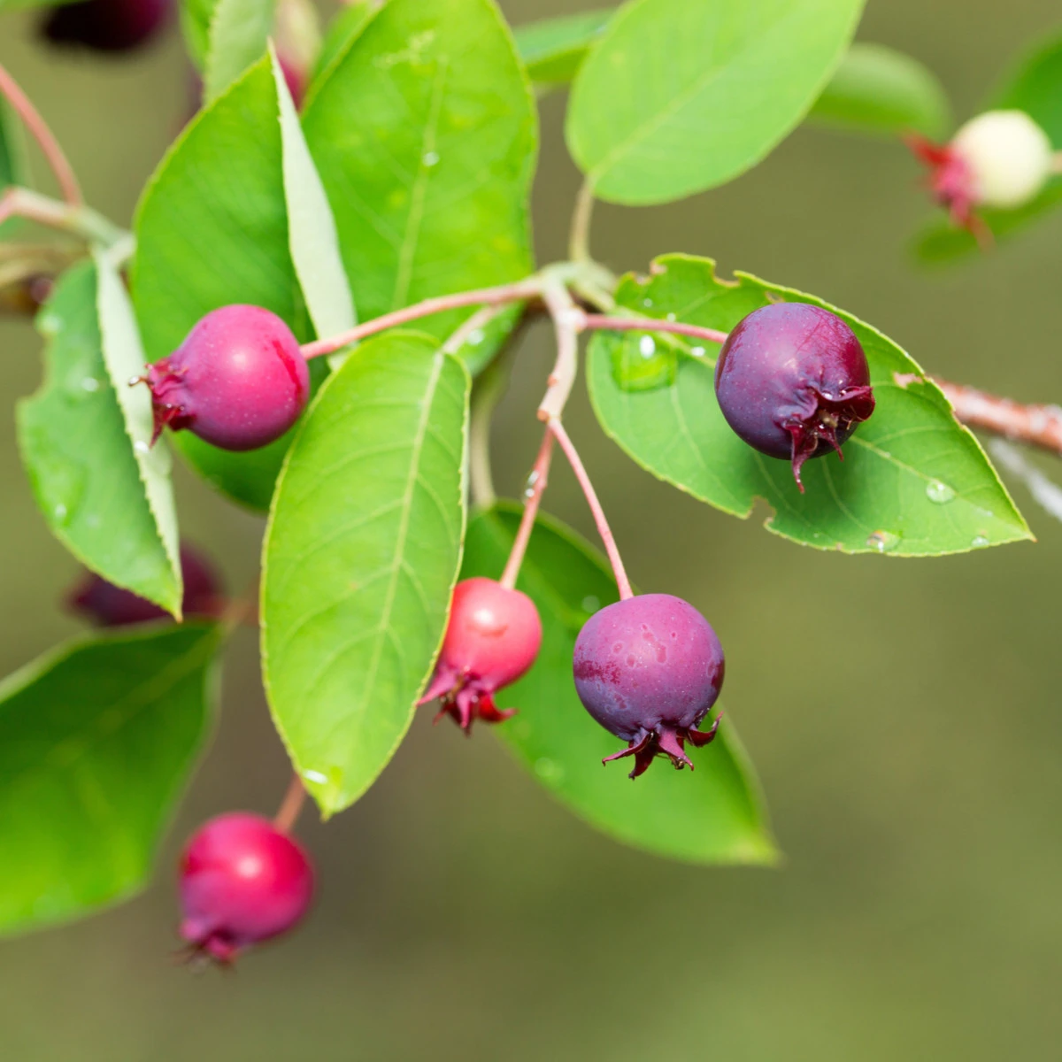 Muchovník kanadský - Amelanchier canadensis - semena muchovníku - 10 ks