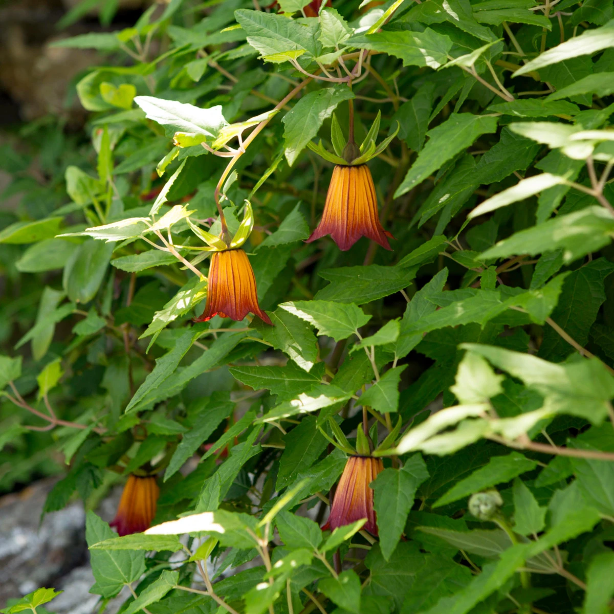Kanarína kanárská - Kanárský zvonek - Canarina canariensis - semena kanaríny - 6 ks