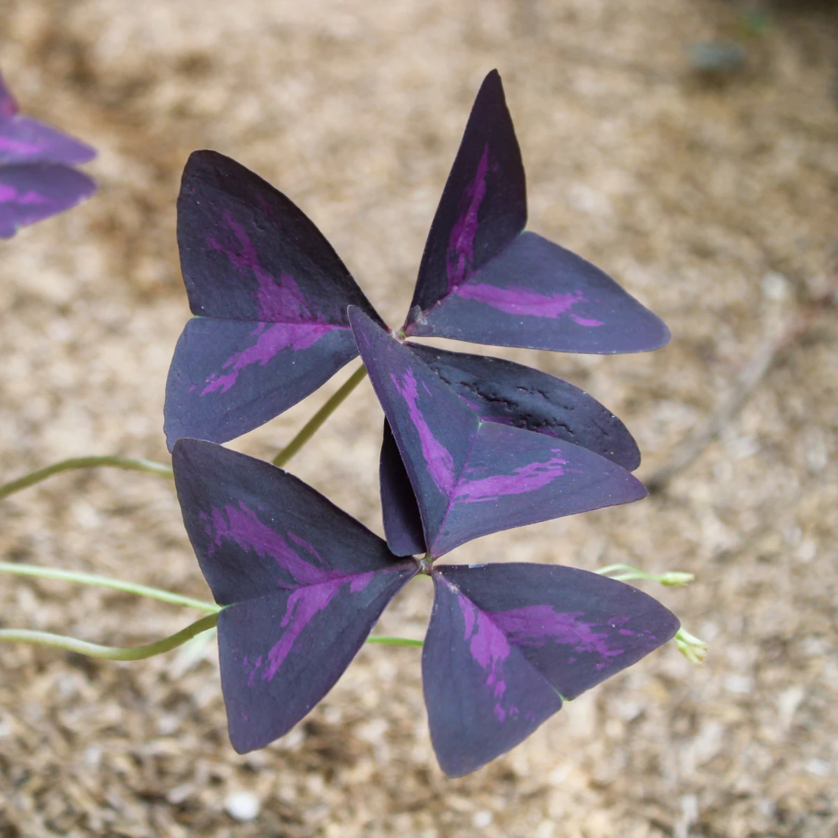 Šťavel trojhranný - Oxalis triangularis - hlízy šťavelu - 3 ks