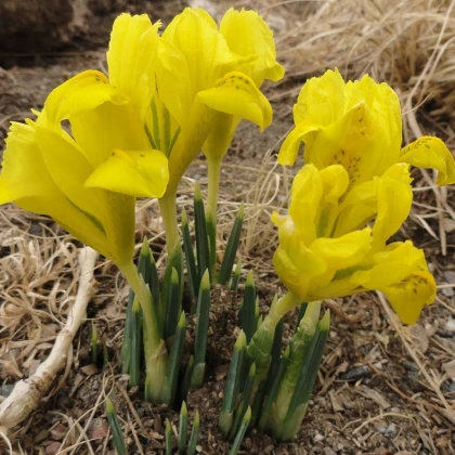 Kosatec síťkovaný Danforda - Iris reticulata - cibulky kosatce - 3 ks