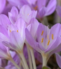 Ocún obrovský - Colchicum giganteum - hlízy ocúnu - 1 ks