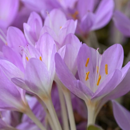 Ocún obrovský - Colchicum giganteum - hlízy ocúnu - 1 ks