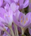 Ocún obrovský - Colchicum giganteum - hlízy ocúnu - 1 ks
