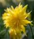 Mininarcis Rip Van Winkle - Narcissus - cibule narcisu - 3 ks