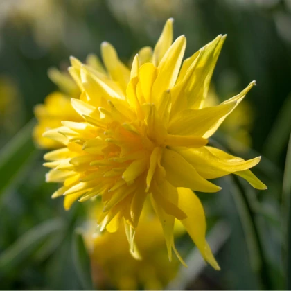 Mininarcis Rip Van Winkle - Narcissus - cibule narcisu - 3 ks