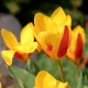 Tulipán Stresa - Tulipa - cibule tulipánu - 3 ks