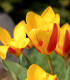 Tulipán Stresa - Tulipa - cibule tulipánu - 3 ks