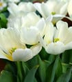 Tulipán White Purissima - Tulipa - cibule tulipánu - 3 ks