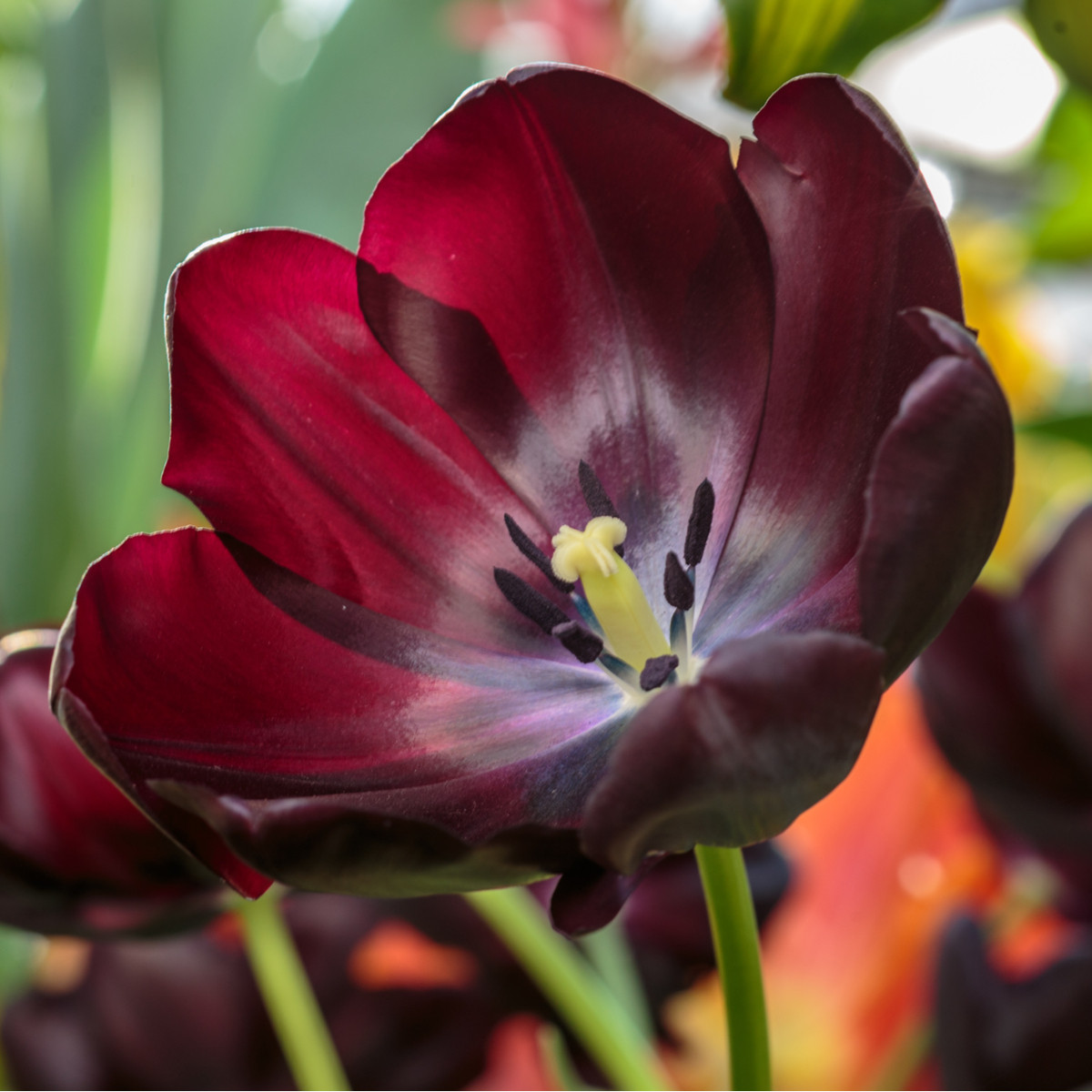 Tulipán Queen of Night - Tulipa - cibule tulipánu - 3 ks