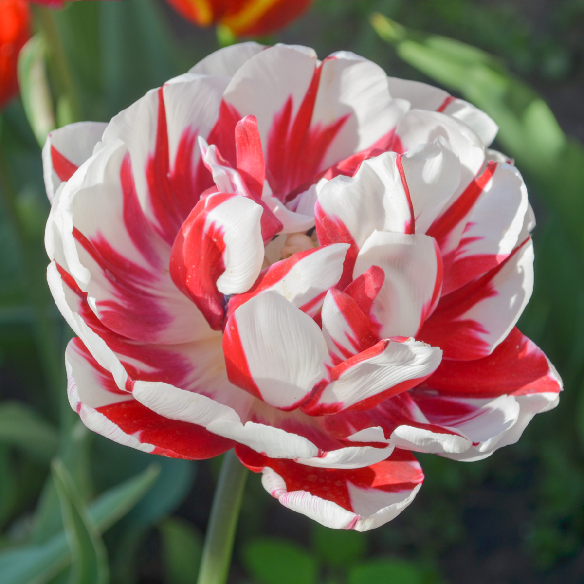 Tulipán Carnaval de Nice - Tulipa - cibule tulipánu - 3 ks