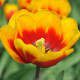 Tulipán Kees Nelis - Tulipa - cibule tulipánu - 3 ks