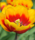 Tulipán Kees Nelis - Tulipa - cibule tulipánu - 3 ks