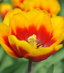 Tulipán Kees Nelis - Tulipa - cibule tulipánu - 3 ks