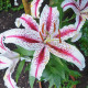 Lilie Dizzy - Lilium - cibule lilie - 1 ks