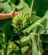 Banánovník Dwarf Cavendish - Musa acuminata - semena banánovníku - 5 ks