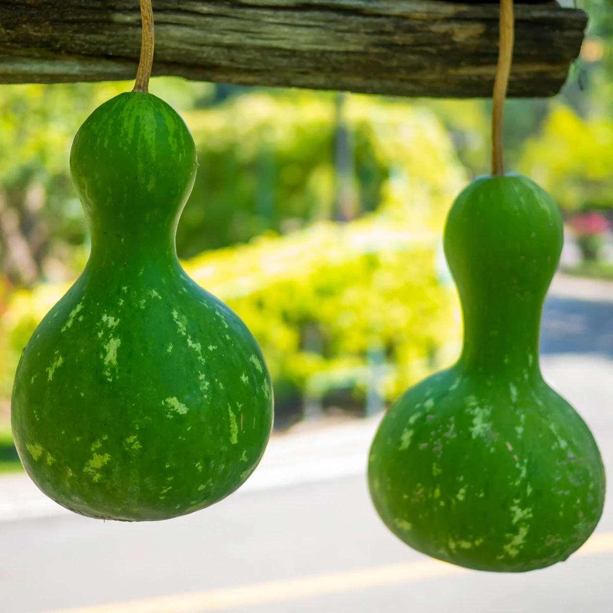 Tykev okrasná Indonesian Bottle - Cucurbita pepo - semena tykve - 8 ks