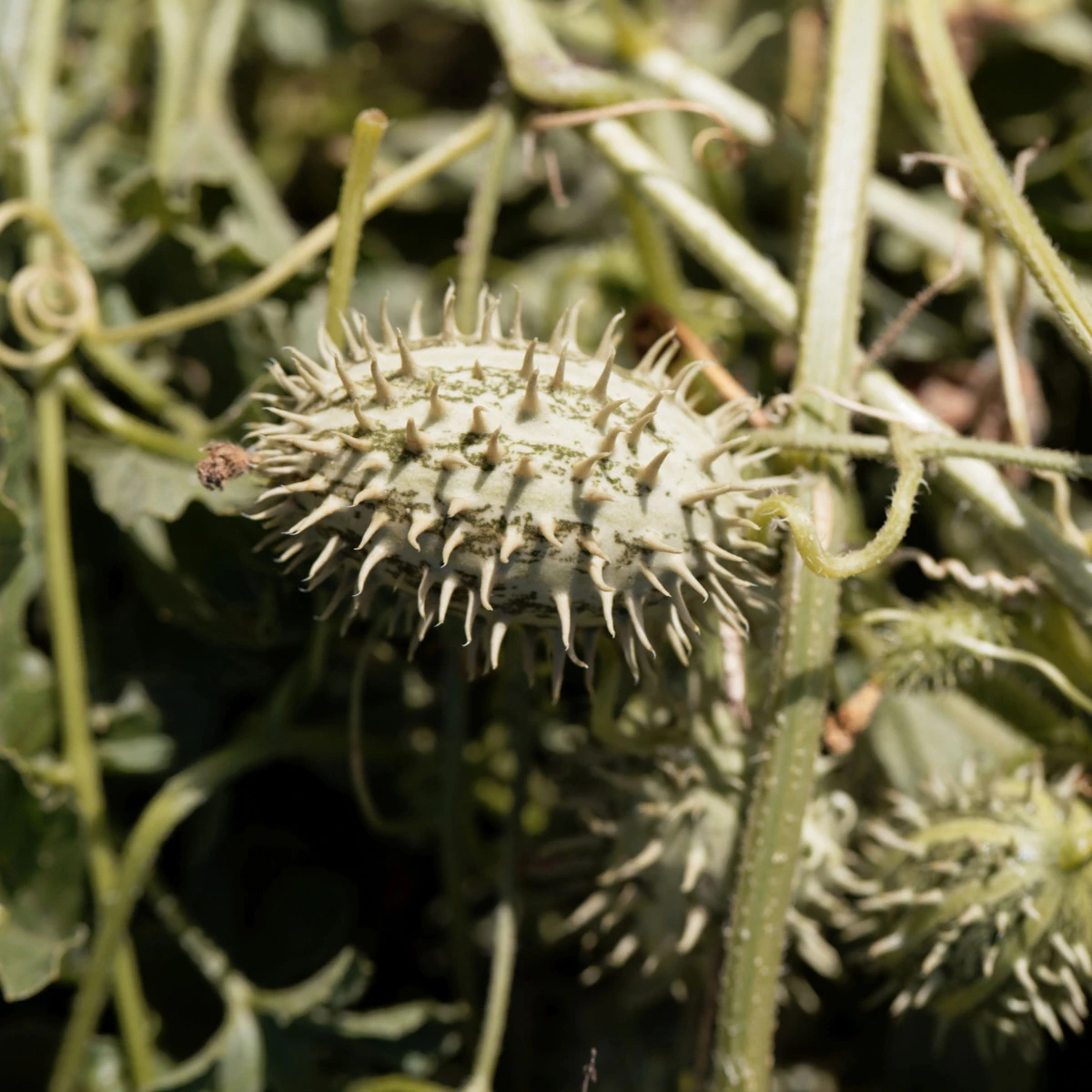Okurka okrasná africká - Cucumis africanus - semena okurky - 6 ks