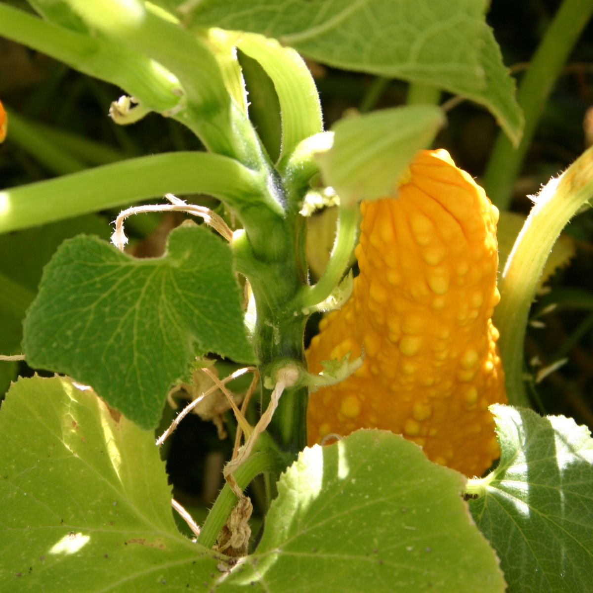 Tykev okrasná Yellow Crookneck - Cucurbita pepo - semena tykve - 5 ks