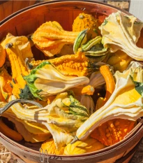 Tykev okrasná Autumn Wings - Cucurbita pepo - semena tykve - 5 ks