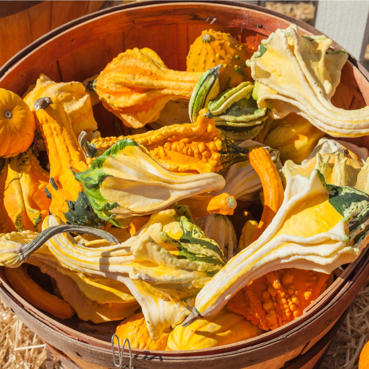 Tykev okrasná Autumn Wings - Cucurbita pepo - semena tykve - 5 ks