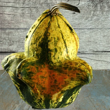 Tykev okrasná Autumn Wings - Cucurbita pepo - semena tykve - 5 ks