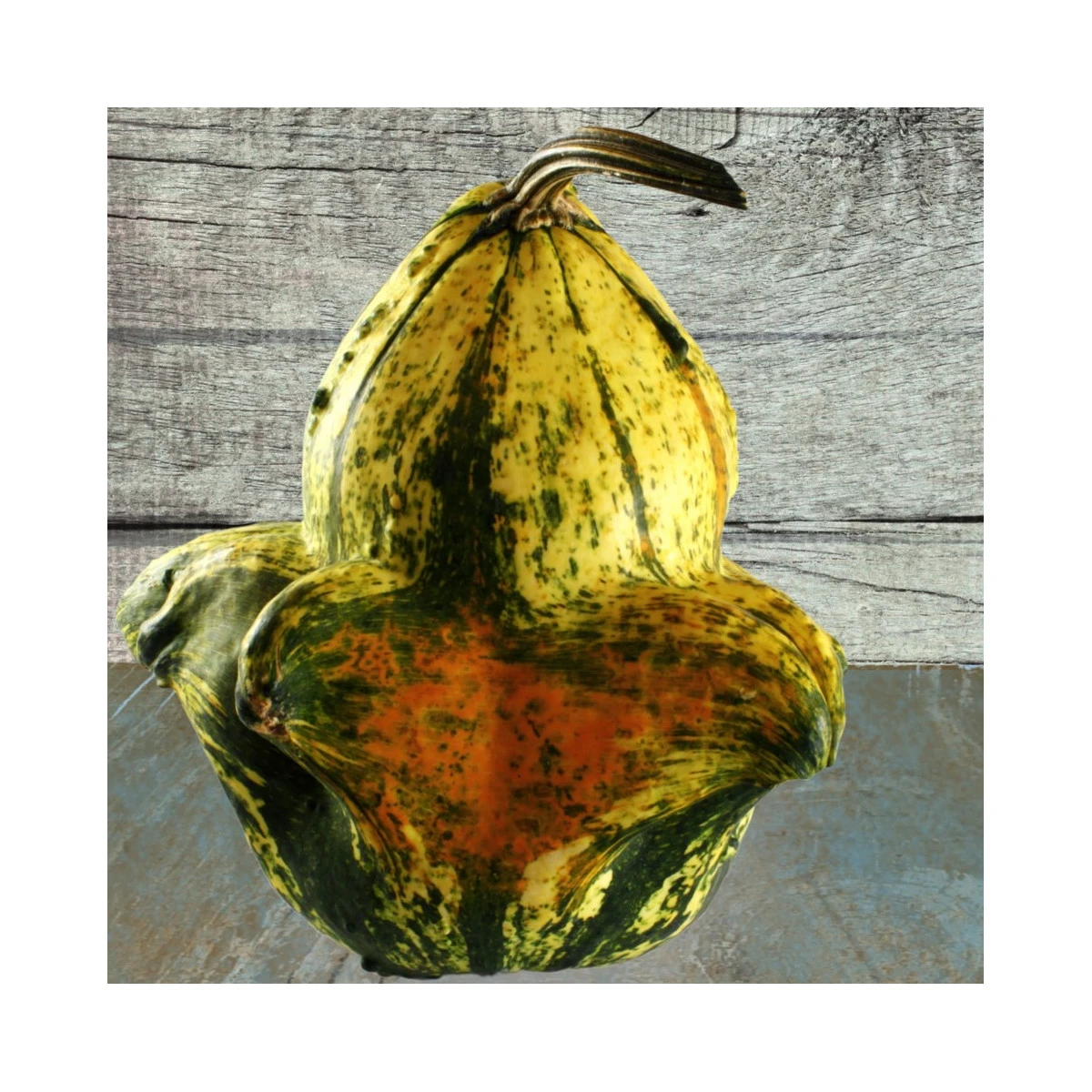 Tykev okrasná Autumn Wings - Cucurbita pepo - semena tykve - 5 ks