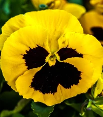 Maceška Schweizer Riesen Goldgelb - Viola wittrockiana - semena macešky - 200 ks