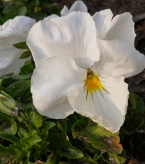 Maceška Schweizer Riesen Firnenschnee - Viola wittrockiana - semena macešky - 200 ks