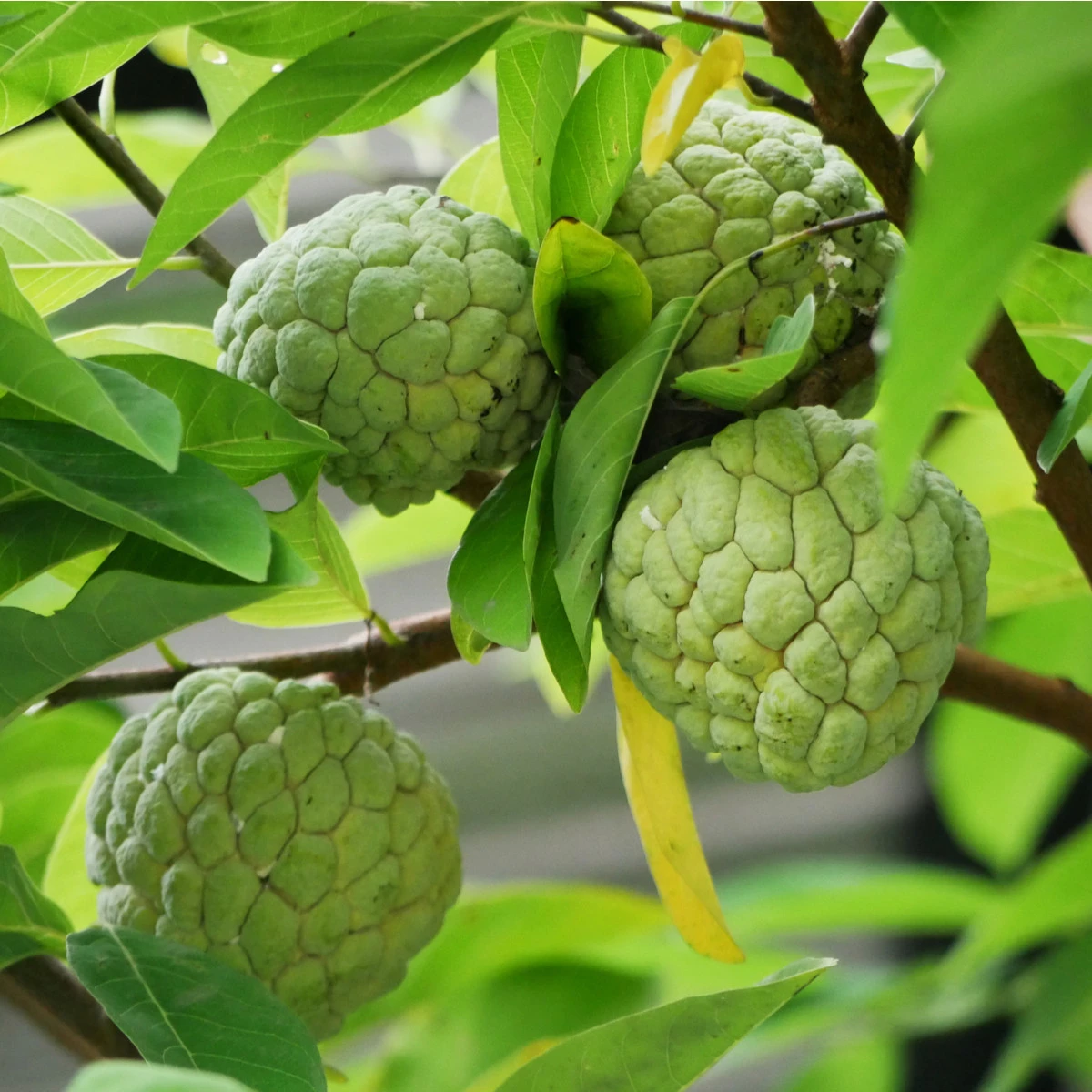 Anona šupinatá - Láhevník - Annona squamosa - semena anony - 5 ks