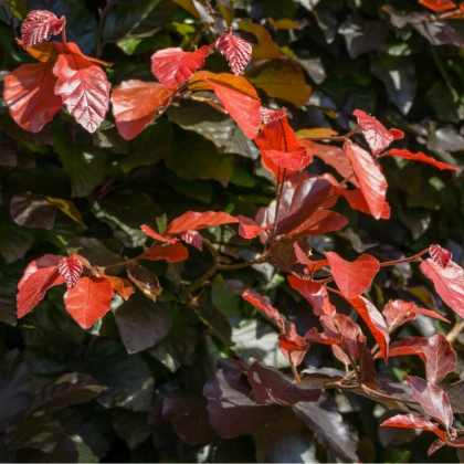 Buk lesní Atropurpurea - Fagus sylvatica atropurpurea - semena buku - 7 ks