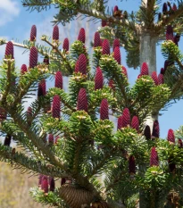 Jedle korejská - Abies koreana - semena jedle - 7 ks