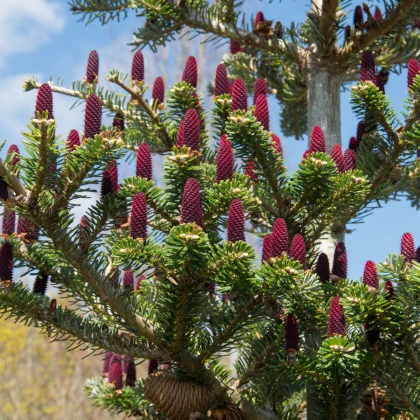 Jedle korejská - Abies koreana - semena jedle - 7 ks