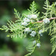 Túje orientální - Platycladus orientalis - semena túje - 20 ks