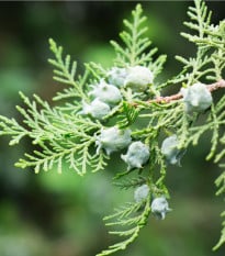 Túje orientální - Platycladus orientalis - semena túje - 20 ks