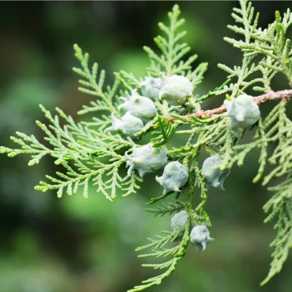 Túje orientální - Platycladus orientalis - semena túje - 20 ks