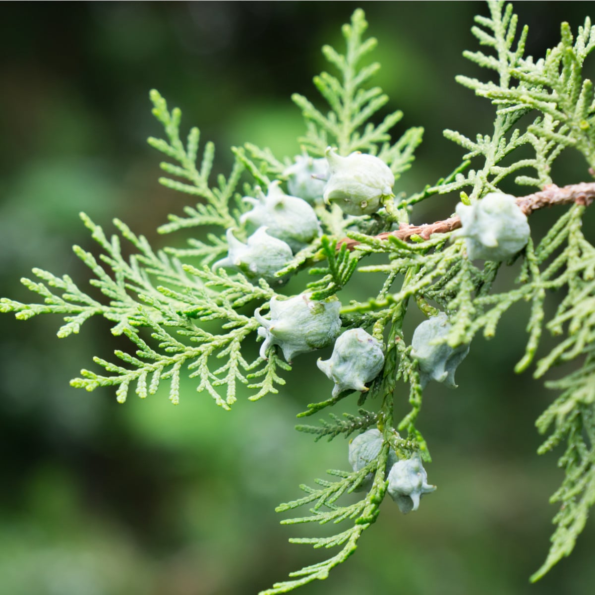 Túje orientální - Platycladus orientalis - semena túje - 20 ks