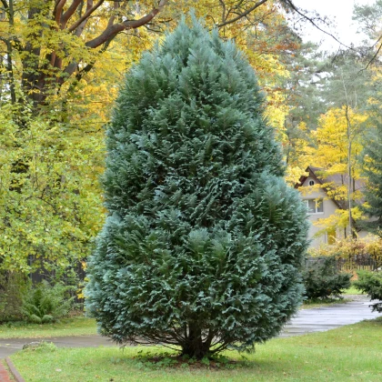 Túje orientální - Platycladus orientalis - semena túje - 20 ks