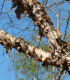 Bříza černá - Betula nigra - semena břízy - 15 ks