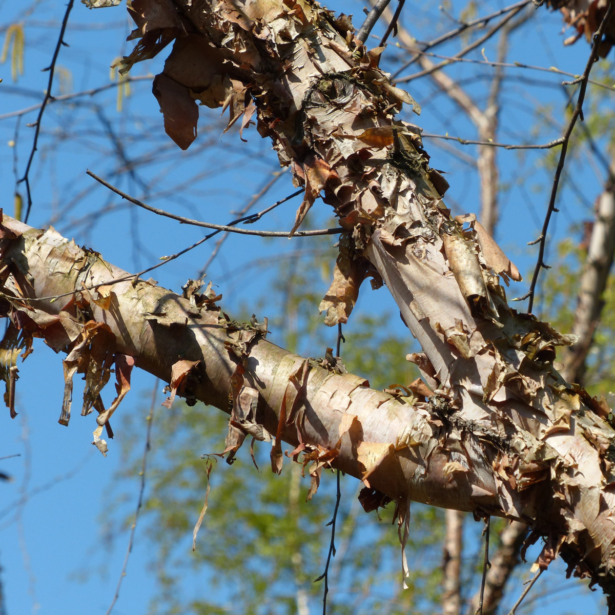 Bříza černá - Betula nigra - semena břízy - 15 ks