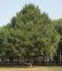 Borovice yunnan - Pinus yunnanensis - semena borovice - 5 ks