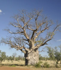 Baobab australský - Adansonia gregorii - semena baobabu - 3 ks