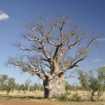 Baobab australský - Adansonia gregorii - semena baobabu - 3 ks