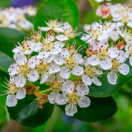 Aronie - Černý jeřáb - Aronia melanocarpa - semena jeřábu - 7 ks
