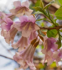 Paulovnie protáhlá - Paulownia elongata - semena paulovnie - 15 ks