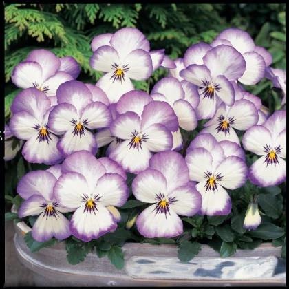 Violka rohatá Sorbet xp Rose - Viola cornuta - semena violky - 20 ks