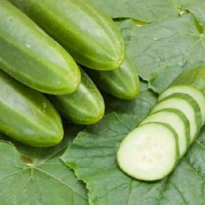 BIO Okurka salátová Persika - Cucumis sativus - bio semena okurky - 10 ks