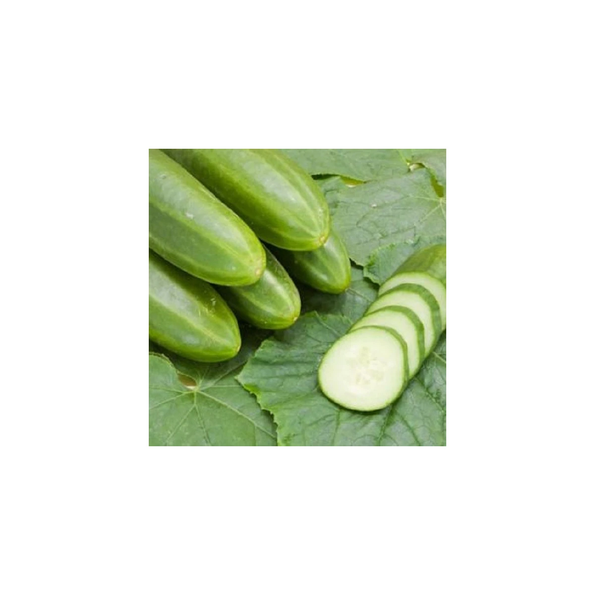 BIO Okurka salátová Persika - Cucumis sativus - bio semena okurky - 10 ks