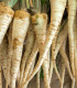 BIO Mrkev bílá Küttiger - Daucus carota - bio semena mrkve - 200 ks